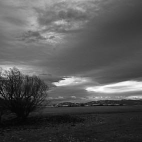 Montana Tree and Sky 19